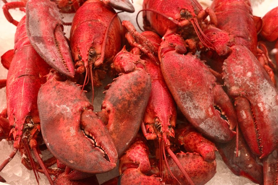 Why Lobsters Dont Age: The Immortality Secret Revealed — General trivia by TrivBits