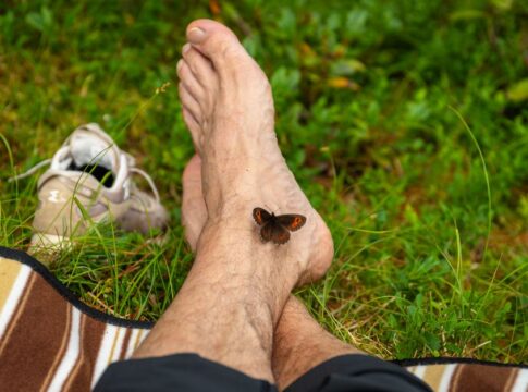 Why Butterflies Taste With Their Feet: The Hidden Truth — Quick Facts trivia by TrivBits