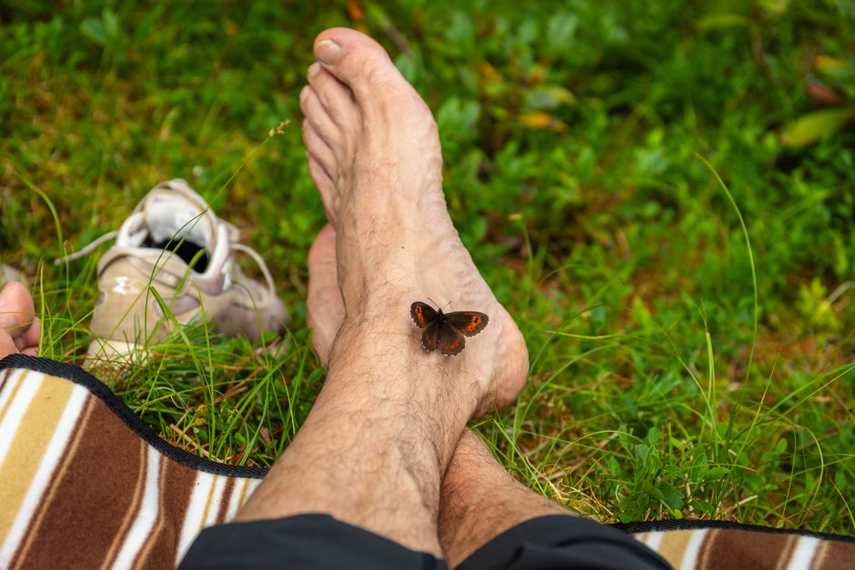 Why Butterflies Taste With Their Feet: The Hidden Truth — Quick Facts trivia by TrivBits