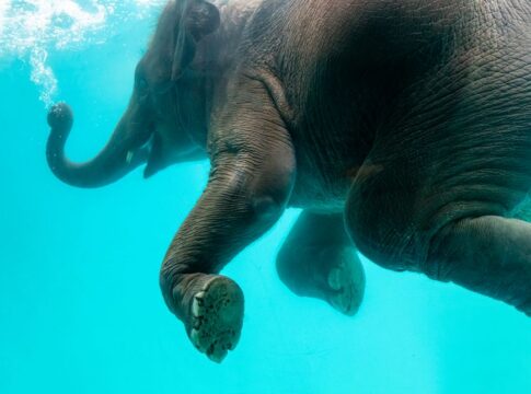 trivia-1788171986747 Why Elephants Cant Jump: The Skeletal Secret Revealed — General trivia by TrivBits