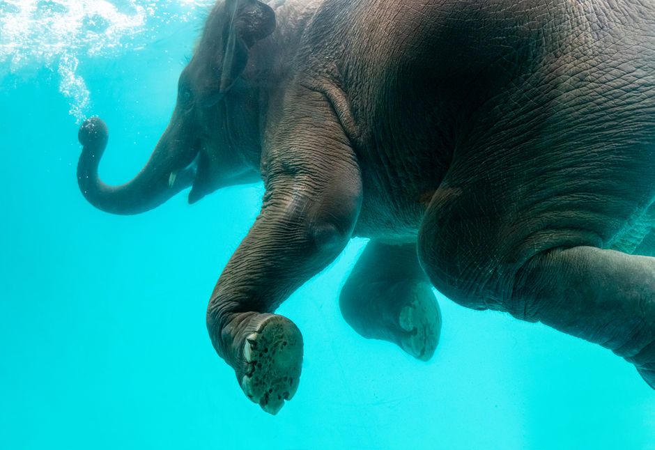 Why Elephants Cant Jump: The Skeletal Secret Revealed — General trivia by TrivBits