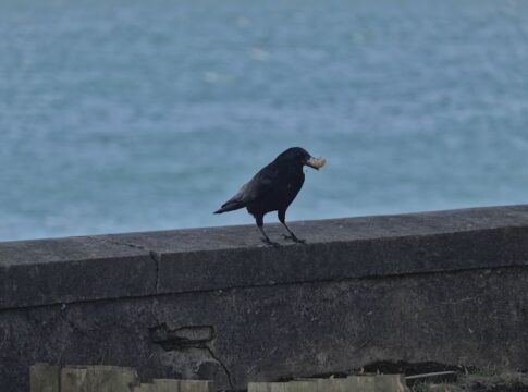 11 Strange Facts About Crows Holding Actual Grudges — Quick Facts trivia by TrivBits