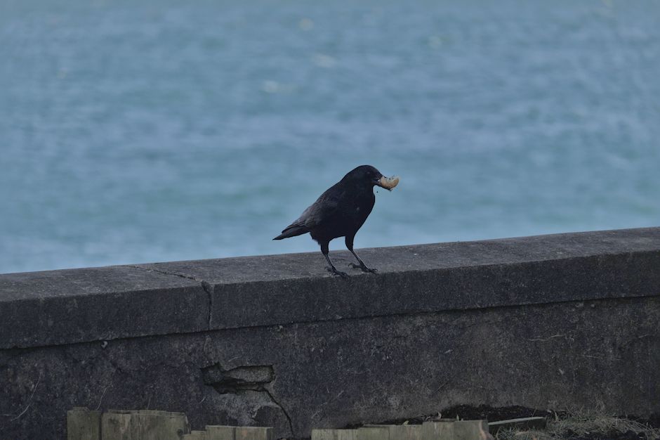 11 Strange Facts About Crows Holding Actual Grudges — Quick Facts trivia by TrivBits