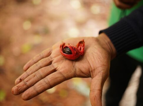9 Surprising Facts About Nutmeg Being a Hallucinogen — Food & Drink trivia by TrivBits