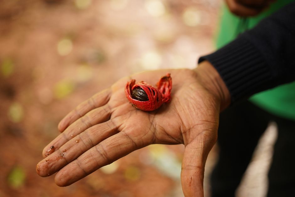 9 Surprising Facts About Nutmeg Being a Hallucinogen — Food & Drink trivia by TrivBits