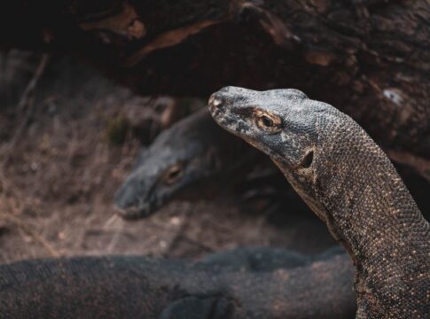 trivia-1788287193898 7 Facts About Komodo Dragons Hunting With Venom — General trivia by TrivBits