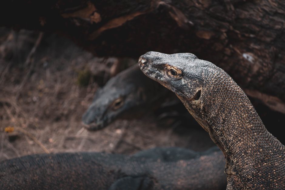 7 Facts About Komodo Dragons Hunting With Venom — General trivia by TrivBits