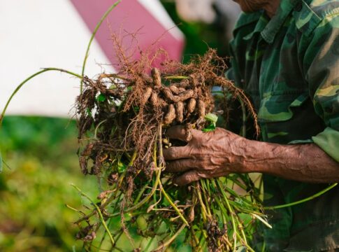 trivia-1788301598688 7 Bizarre Facts About Peanuts Growing Underground — Food & Drink trivia by TrivBits