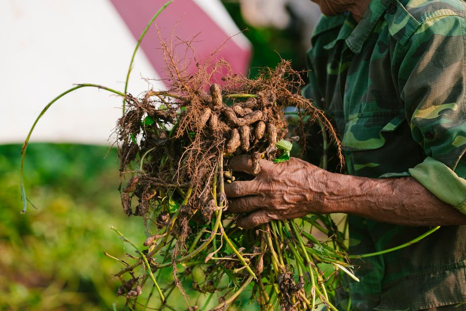 7 Bizarre Facts About Peanuts Growing Underground — Food & Drink trivia by TrivBits