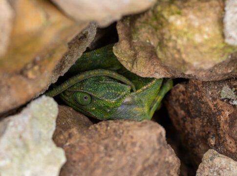 trivia-1788315987634 9 Facts About Chameleons Not Changing Color to Hide — General trivia by TrivBits
