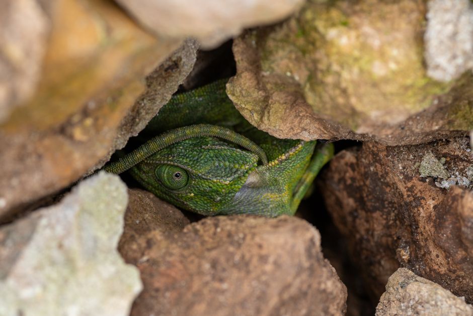 9 Facts About Chameleons Not Changing Color to Hide — General trivia by TrivBits