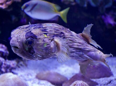 trivia-1788488780493 7 Shocking Facts About Dolphins Using Pufferfish to Get High — General trivia by TrivBits
