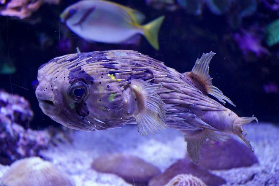 7 Shocking Facts About Dolphins Using Pufferfish to Get High — General trivia by TrivBits