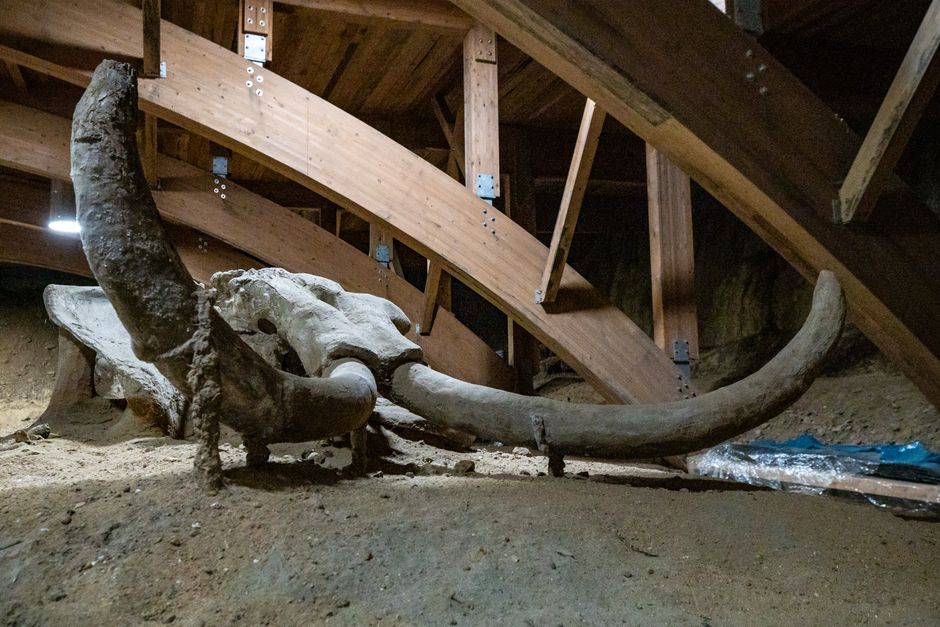 The Truth About Mammoths and the Great Pyramid Timeline — Quick Facts trivia by TrivBits
