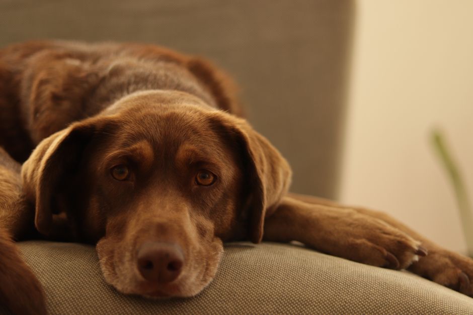 7 Facts About Chocolate Killing Dogs: Theobromine Truth