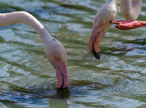 trivia-1788733590406 11 Surprising Facts About Flamingos Eating Upside Down — General trivia by TrivBits