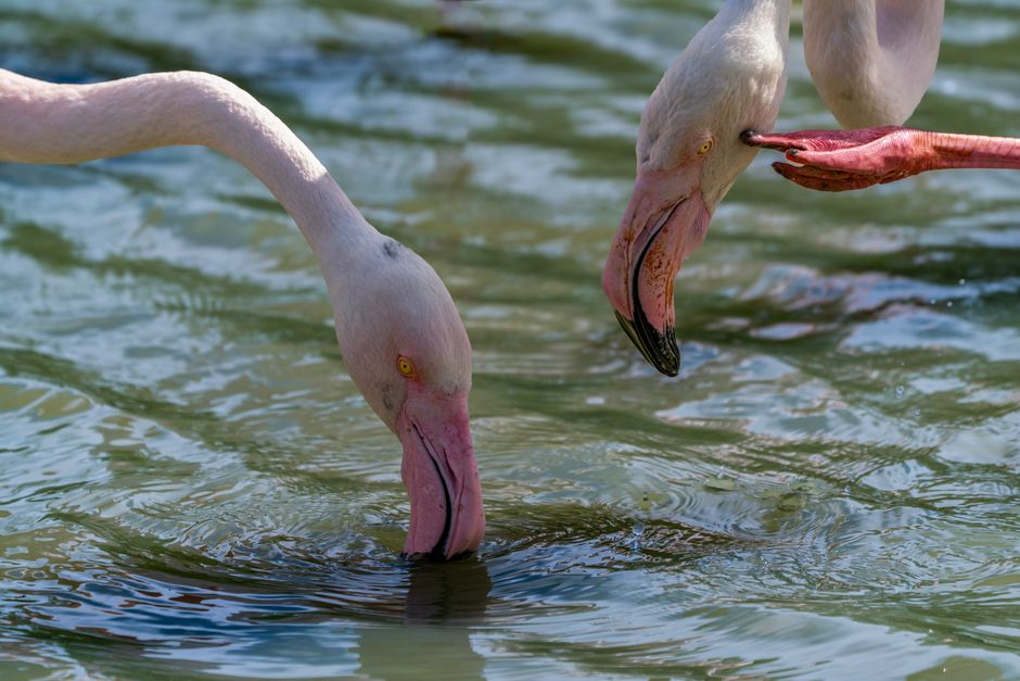 11 Surprising Facts About Flamingos Eating Upside Down — General trivia by TrivBits