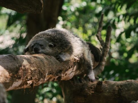 trivia-1788863189262 7 Bizarre Facts About Kopi Luwak Civet Coffee Beans — Food & Drink trivia by TrivBits