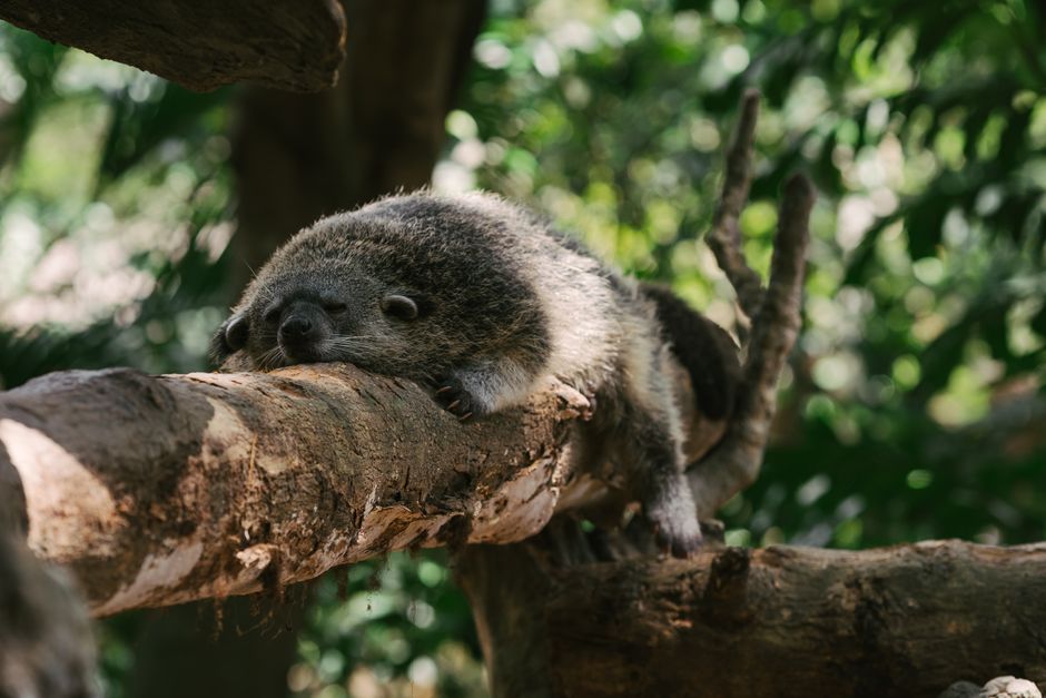 7 Bizarre Facts About Kopi Luwak Civet Coffee Beans — Food & Drink trivia by TrivBits