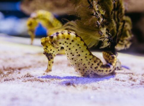 7 Strange Facts About Male seahorses Getting Pregnant — General trivia by TrivBits