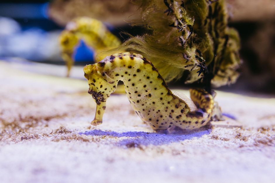7 Strange Facts About Male seahorses Getting Pregnant — General trivia by TrivBits