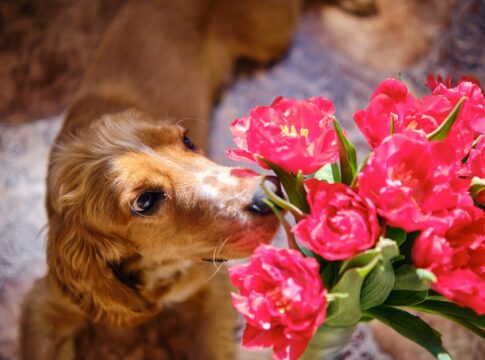 trivia-1788978422440 Your Nose Can Remember 50,000 Different Scents — General trivia by TrivBits