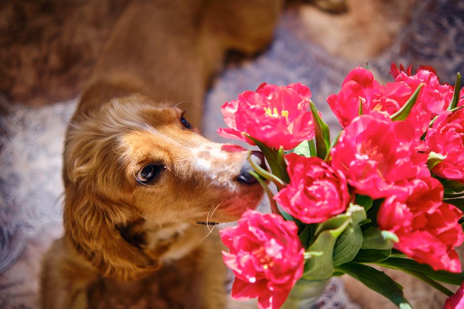 Your Nose Can Remember 50,000 Different Scents — General trivia by TrivBits
