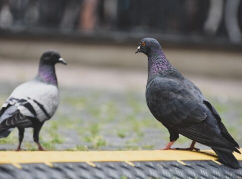Pigeons Can Detect Cancer Better Than Some Doctors — Quick Facts trivia by TrivBits