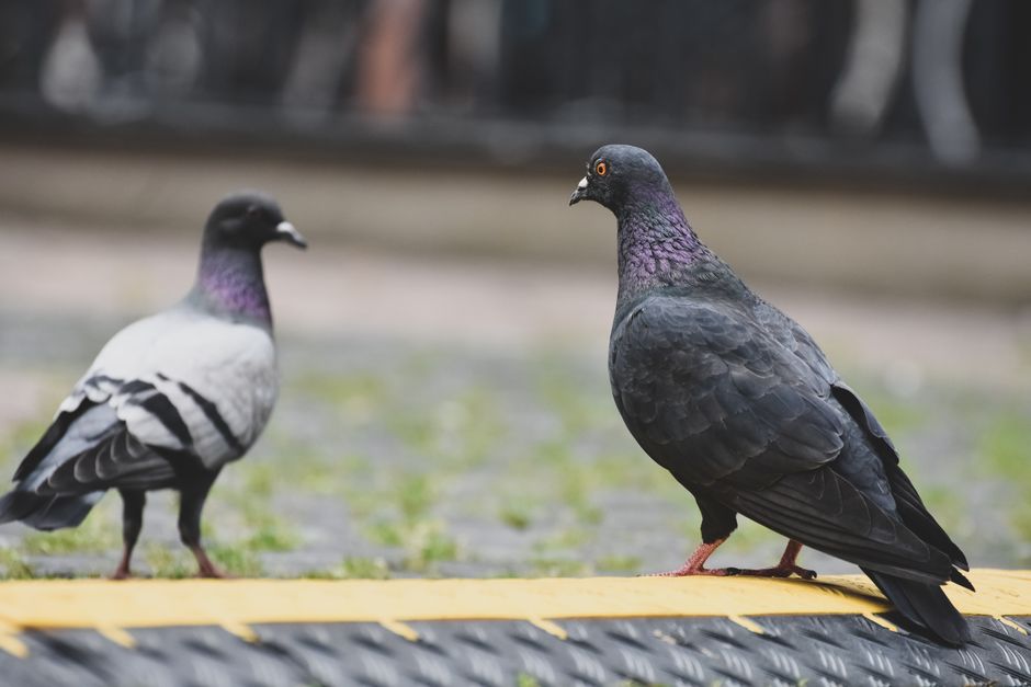 Pigeons Can Detect Cancer Better Than Some Doctors — Quick Facts trivia by TrivBits