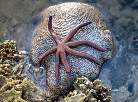 trivia-1789539976400 Octopuses Have Nine Brains: How They Control Arms — General trivia by TrivBits