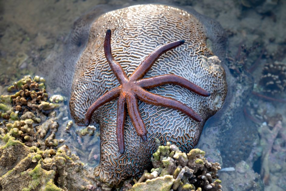 Octopuses Have Nine Brains: How They Control Arms — General trivia by TrivBits
