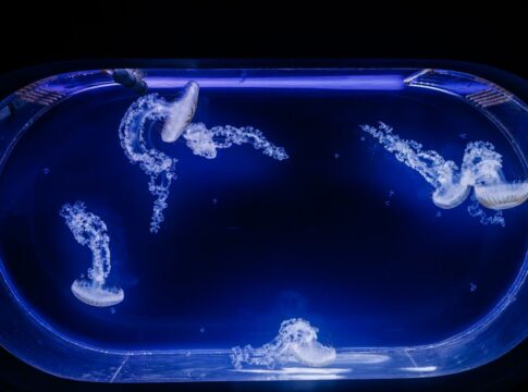 9 Shocking Facts About Immortal Jellyfish Lifespan — Quick Facts trivia by TrivBits