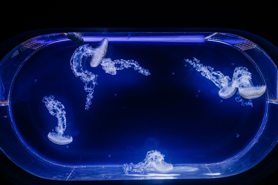 9 Shocking Facts About Immortal Jellyfish Lifespan — Quick Facts trivia by TrivBits