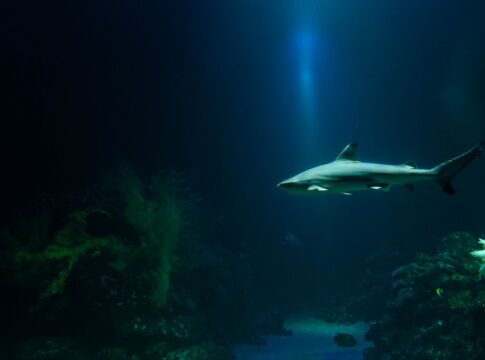 Sharks Existed Before Trees: Ancient Timeline Revealed — Quick Facts trivia by TrivBits