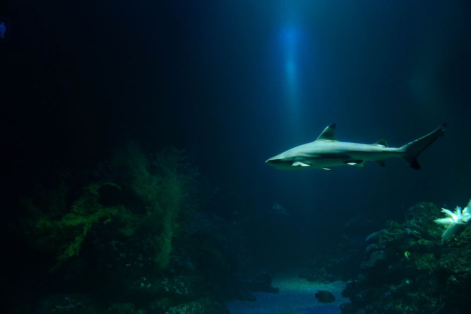 Sharks Existed Before Trees: Ancient Timeline Revealed — Quick Facts trivia by TrivBits