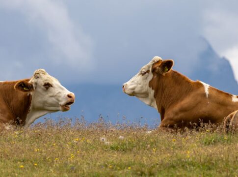 Cows Have Best Friends and Get Stressed When Separated — General trivia by TrivBits