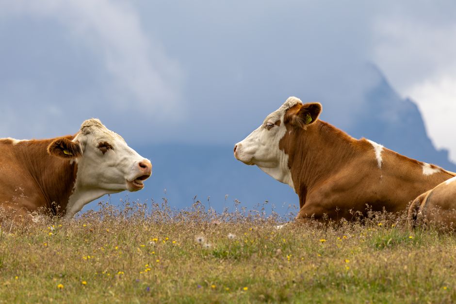Cows Have Best Friends and Get Stressed When Separated — General trivia by TrivBits