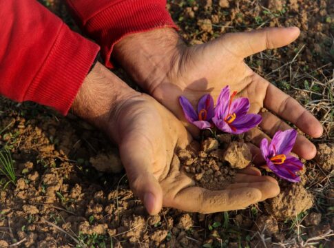 9 Shocking Facts About Saffron Harvesting by Hand — Food & Drink trivia by TrivBits