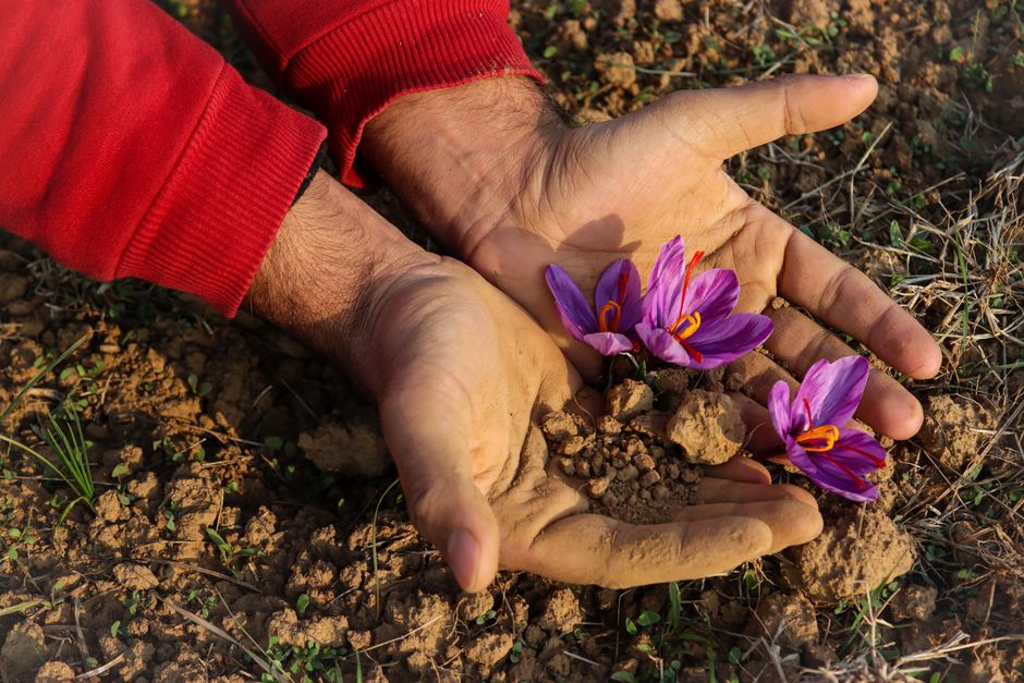 9 Shocking Facts About Saffron Harvesting by Hand — Food & Drink trivia by TrivBits
