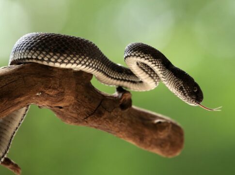 11 Shocking Facts About Platypus Venom and Milk Sweat — General trivia by TrivBits