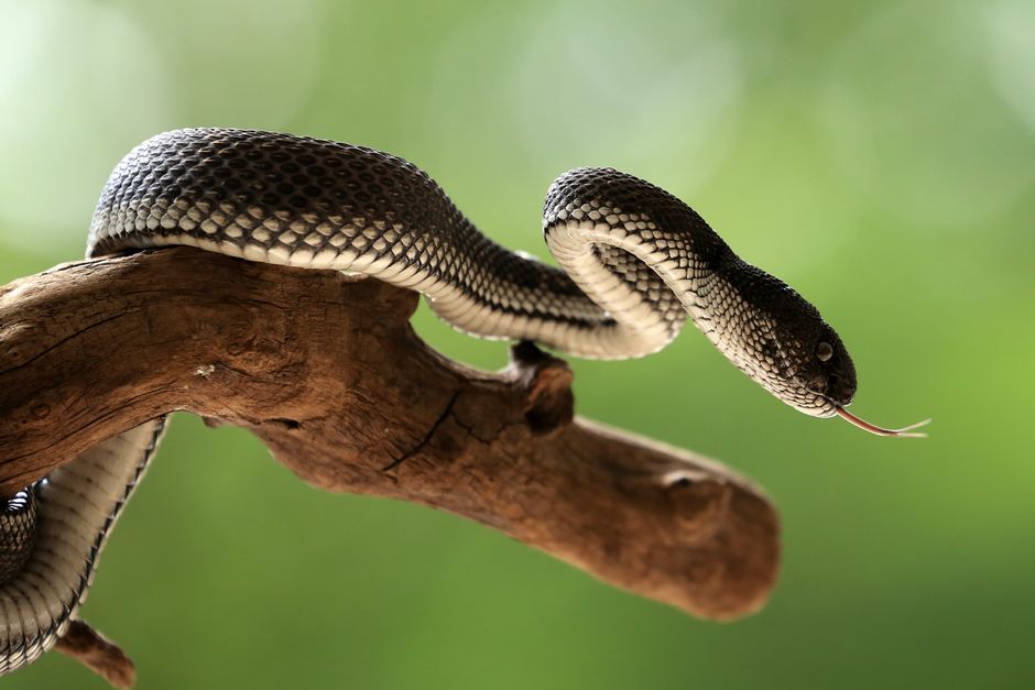 11 Shocking Facts About Platypus Venom and Milk Sweat — General trivia by TrivBits