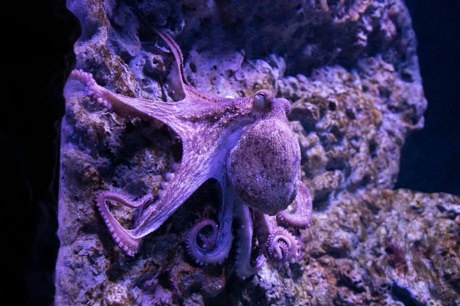 9 Bizarre Facts About Octopus Blood Being Blue — Quick Facts trivia by TrivBits