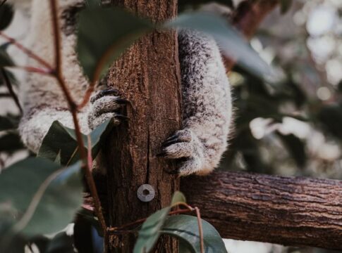 9 Bizarre Facts About Koala Fingerprints Matching Humans — General trivia by TrivBits