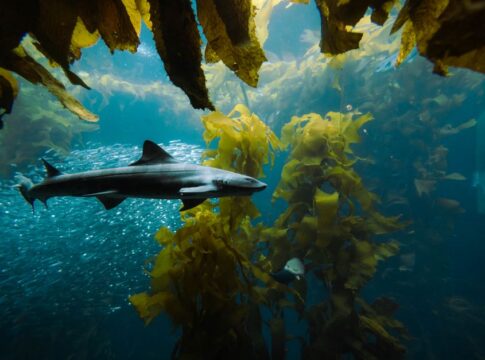 Sharks Predate Trees by 50 Million Years: Timeline — Quick Facts trivia by TrivBits
