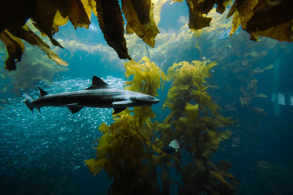 Sharks Predate Trees by 50 Million Years: Timeline — Quick Facts trivia by TrivBits