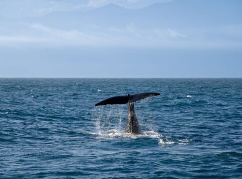 9 Bizarre Facts About Whale Heart Size and Beat Rate — Quick Facts trivia by TrivBits