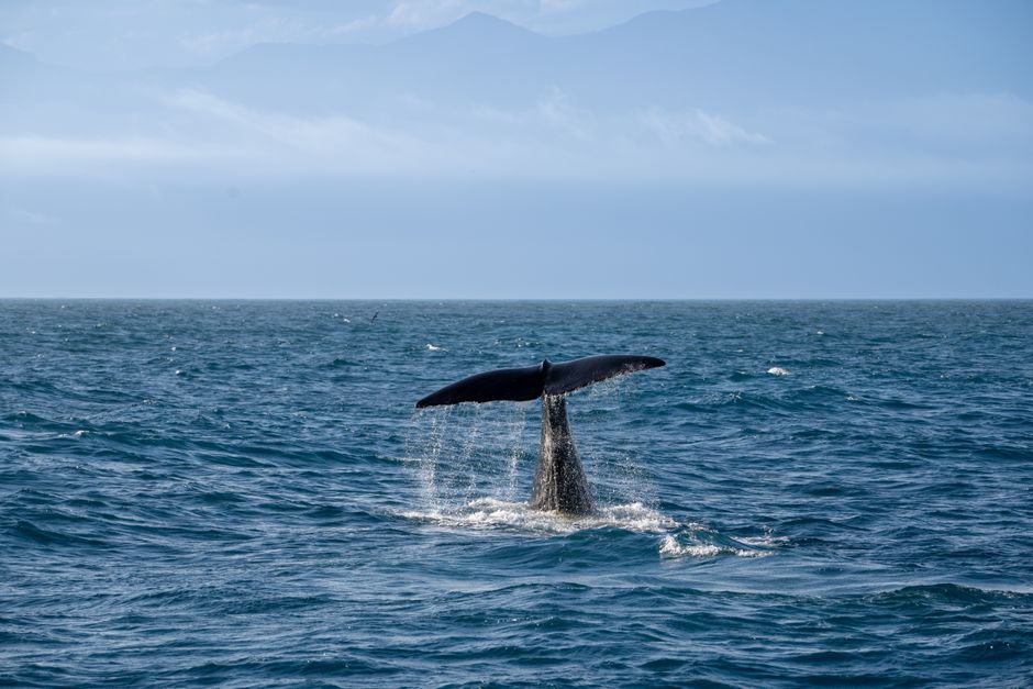9 Bizarre Facts About Whale Heart Size and Beat Rate — Quick Facts trivia by TrivBits