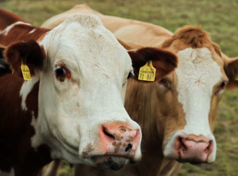 Cows Have Best Friends: 9 Surprising Animal Facts — General trivia by TrivBits