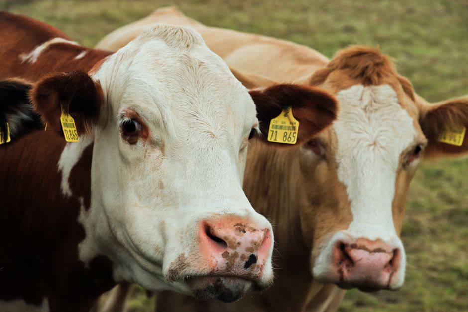Cows Have Best Friends: 9 Surprising Animal Facts — General trivia by TrivBits