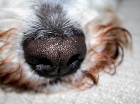 Your Nose Remembers 50,000 Scents: How Smell Works — Quick Facts trivia by TrivBits